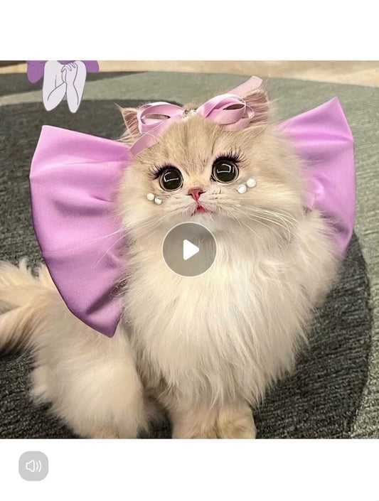 Cat Bow Mary Cat